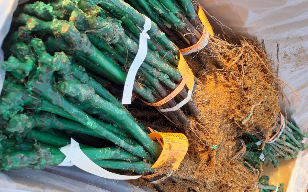 Nuove varietà di vite resistenti internazionali (Piwi) – CO.VI.RES