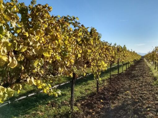 imgi_45_IMG_20171024_160945672_HDR-1030x579